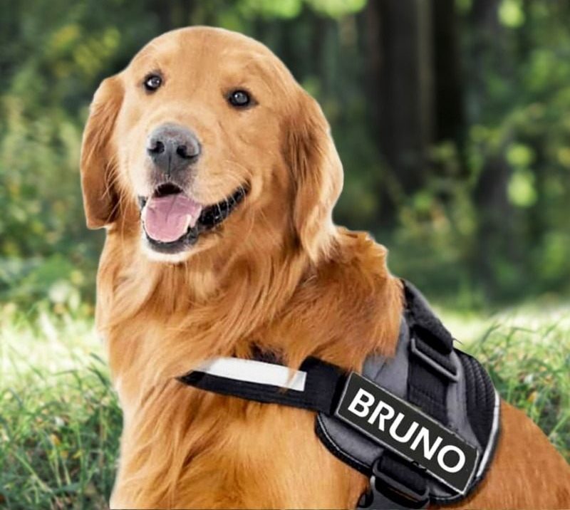 NEXTY NEST™   - CUSTOM FIT NO-PULL DOG HARNESS
